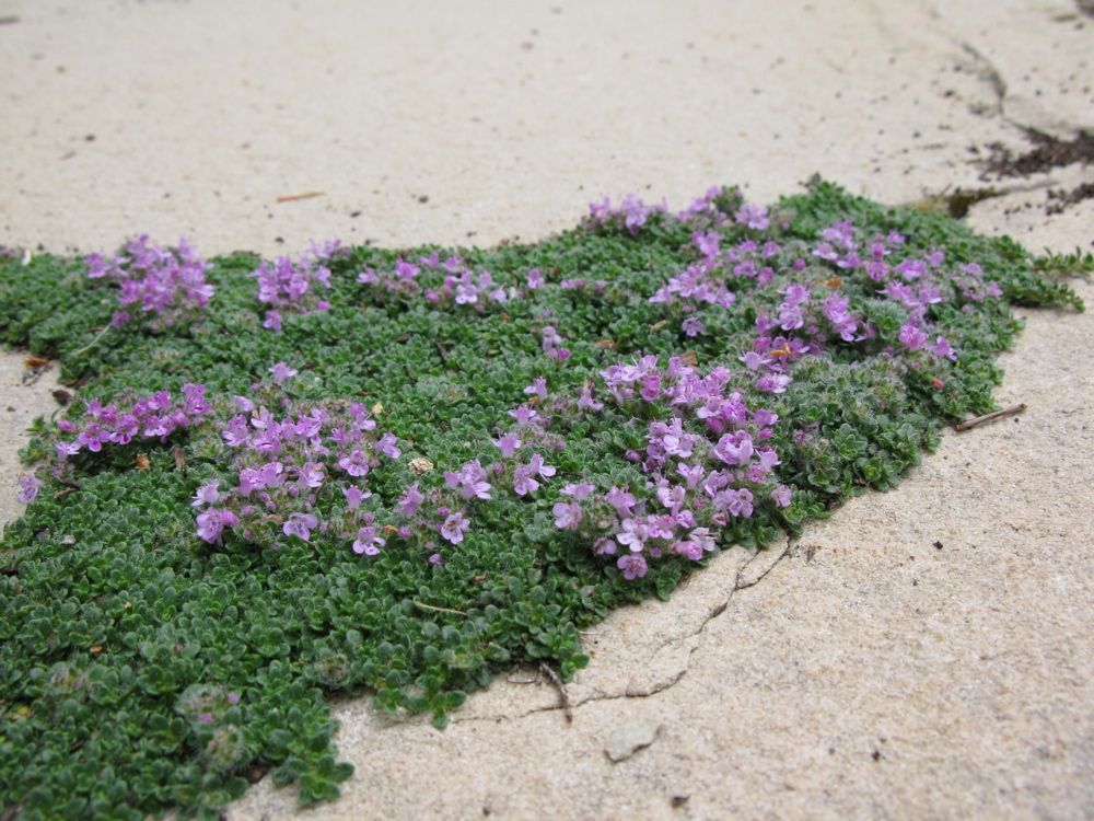 Thymus praecox 'Elfin' North American Rock Garden Society